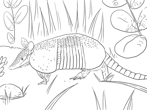 Nine Banded Armadillo Coloring Page